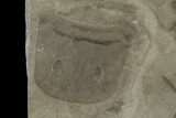 Eurypterus (Sea Scorpion) Fossil - New York #131492-2